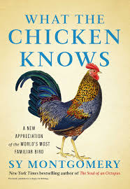 WHAT THE CHICKEN KNOWS * A NEW APPRECIATION OF THE WORLD S MOST FAMILIAR BIRD